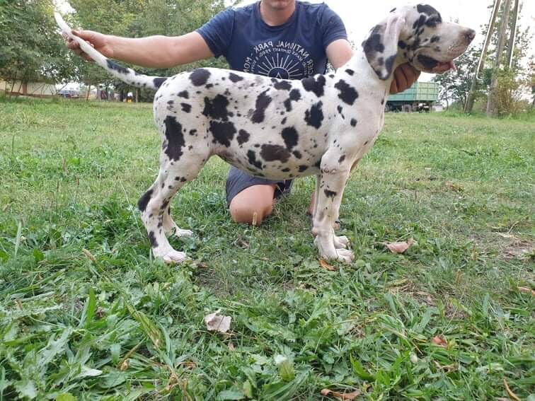 great dane puppies gumtree
